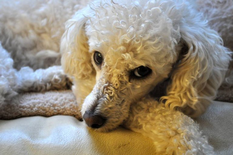 POODLES AVAILABLE FOR ADOPTION | Picket Fence Poodle Rescue