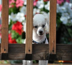 Behind Fence