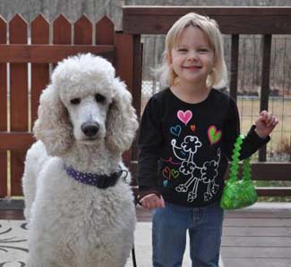 Picket Fence Poodle Rescue Minnesota