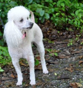 White Poodle on side of picture