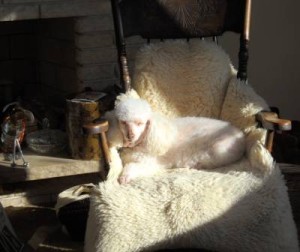 Poodle In Sunshine