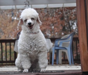 Bobby Sitting