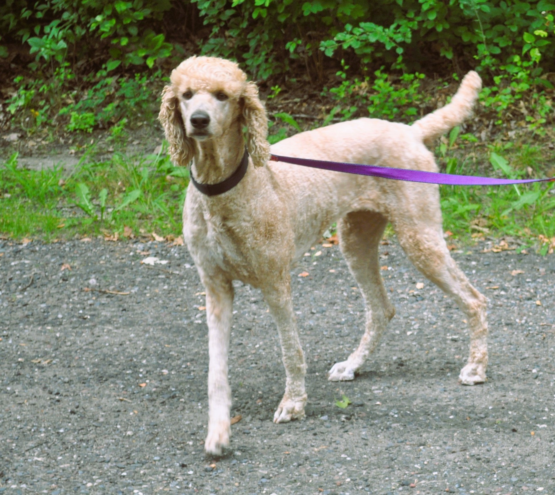 Poodles Available For Adoption Picket Fence Poodle Rescue