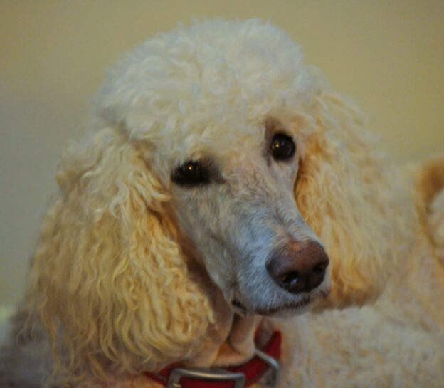 POODLES AVAILABLE FOR ADOPTION | Picket Fence Poodle Rescue